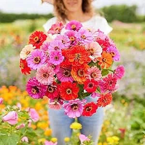 zinnia dahlia flower seeds