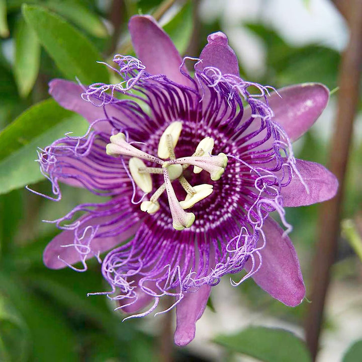 Purple Passionflower Plant Seeds for Planting - 100 pcs