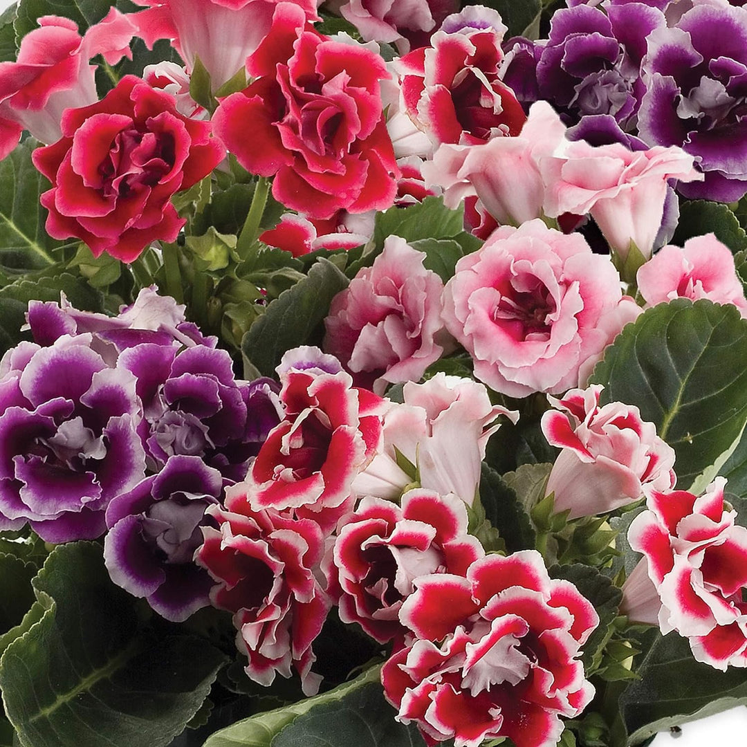 Brasilianske Gloxinia Blomsterfrø til Plantning Rød Hvid 100 stk