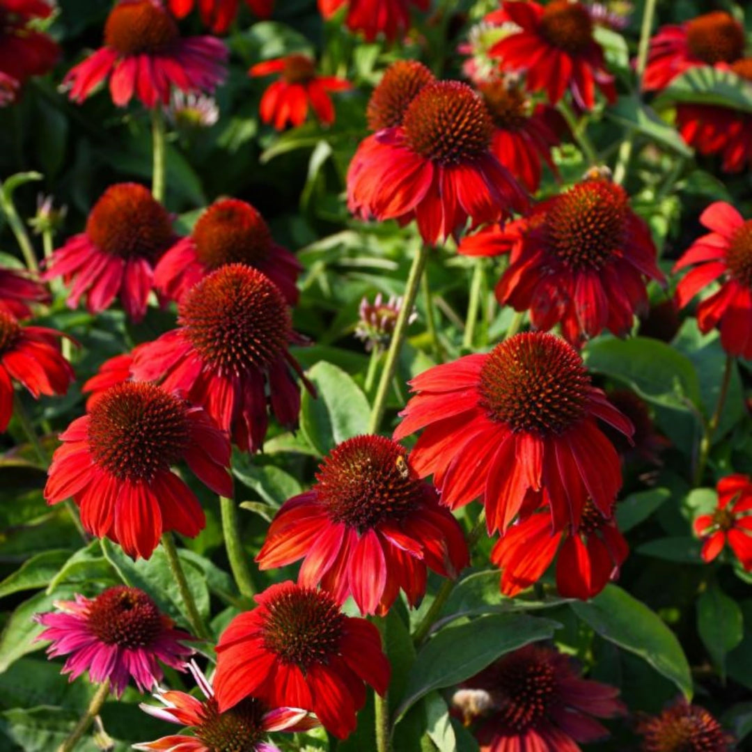 purple heirloom flower seeds