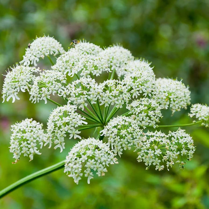 Heirloom Non-GMO Heracleum Lanatum Plant Seeds for Planting – Wild Edible Perennial Seeds | High Germination