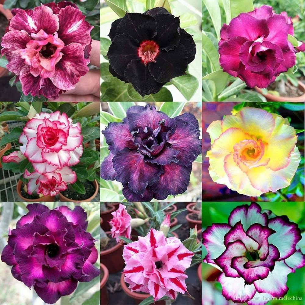 desert rose flower seeds