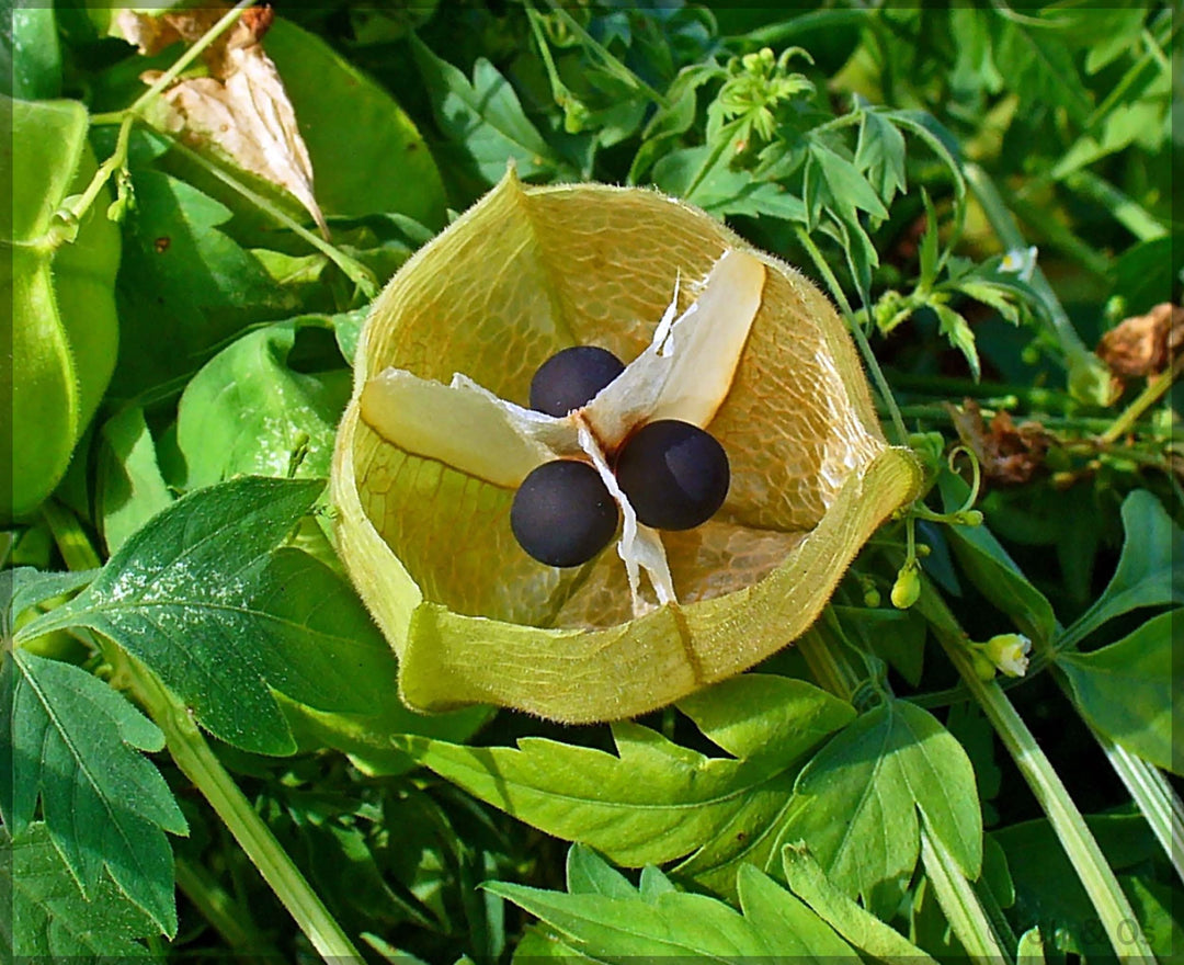 balloon vine flower seeds
