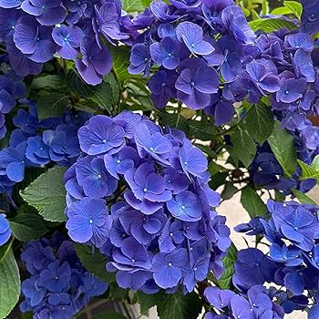 Dark Blue Geranium Flower Seeds for Planting - 100 pcs