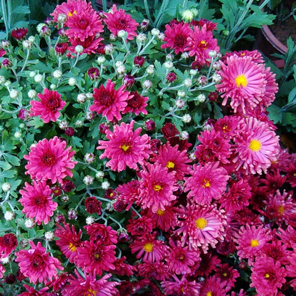 chrysanthemum chrysanthemum flower seeds