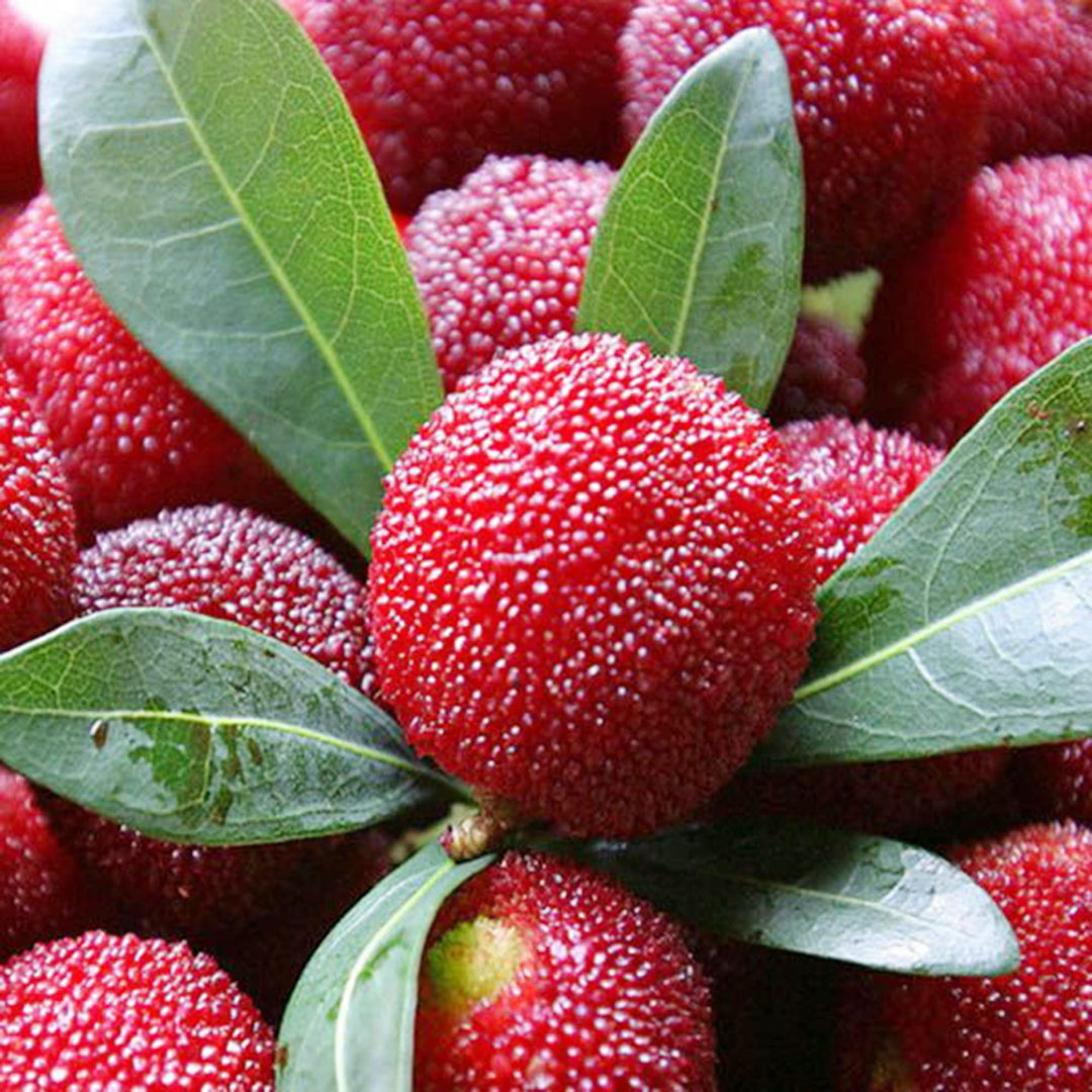 Rubra Fruit Seeds for Tropical Gardens & Rare Fruits  100 pcs