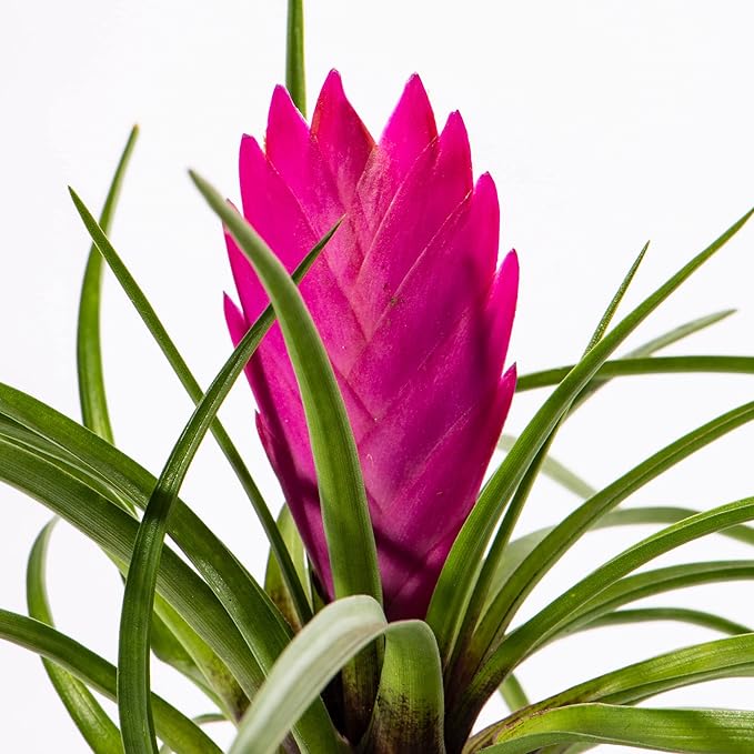 Organic Heirloom Pink Tillandsia Cyanea Seeds – Non-GMO Air Plant Blooms | High Germination Organic Garden Seeds for Planting