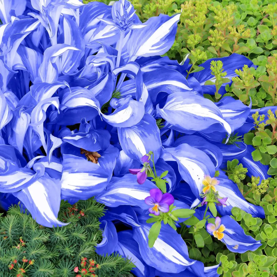 green blue flower seeds