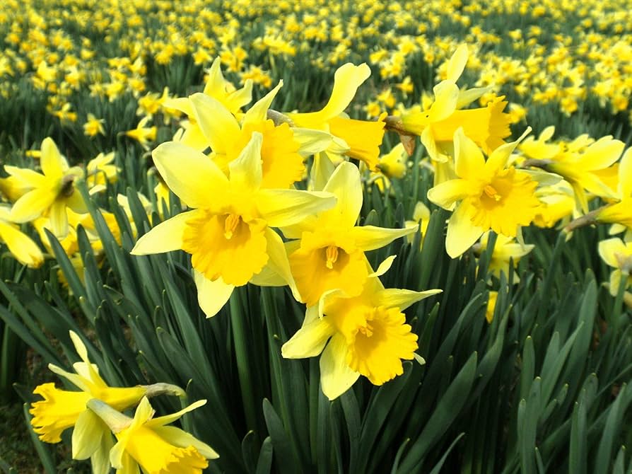 Gule Dobbelt Påskelilje Blomsterfrø til Plantning 100 stk