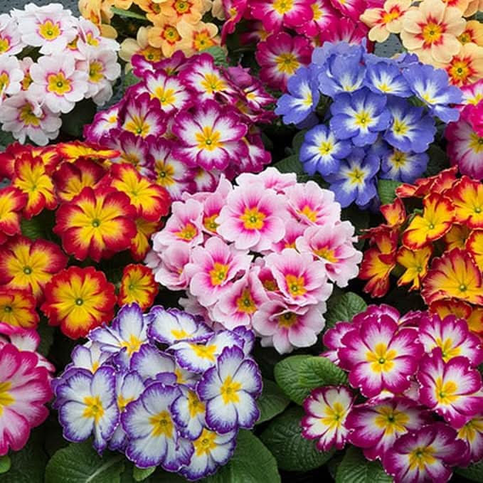 primula mixed flower seeds