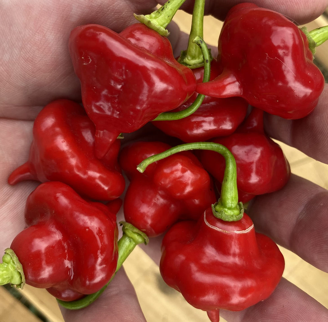 sweet cuban flower seeds
