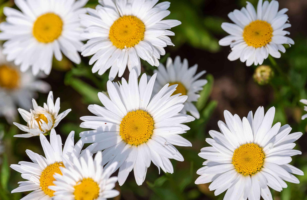 Shasta Daisy Flower For Planting Flower Seeds for Home Garden Planting, Decorative Organic Blooming