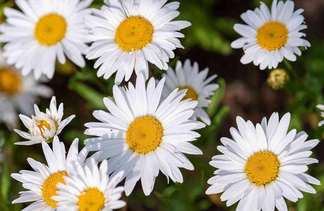 shasta daisy flower seeds