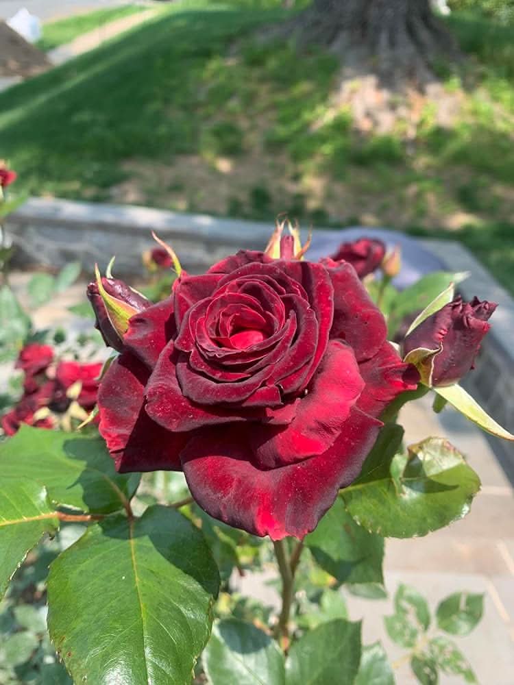 baccara hybrid flower seeds