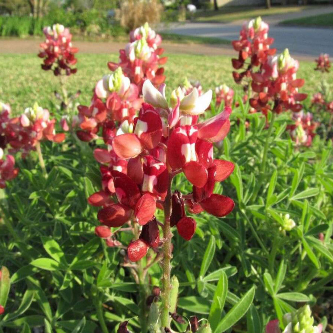 red texas flower seeds