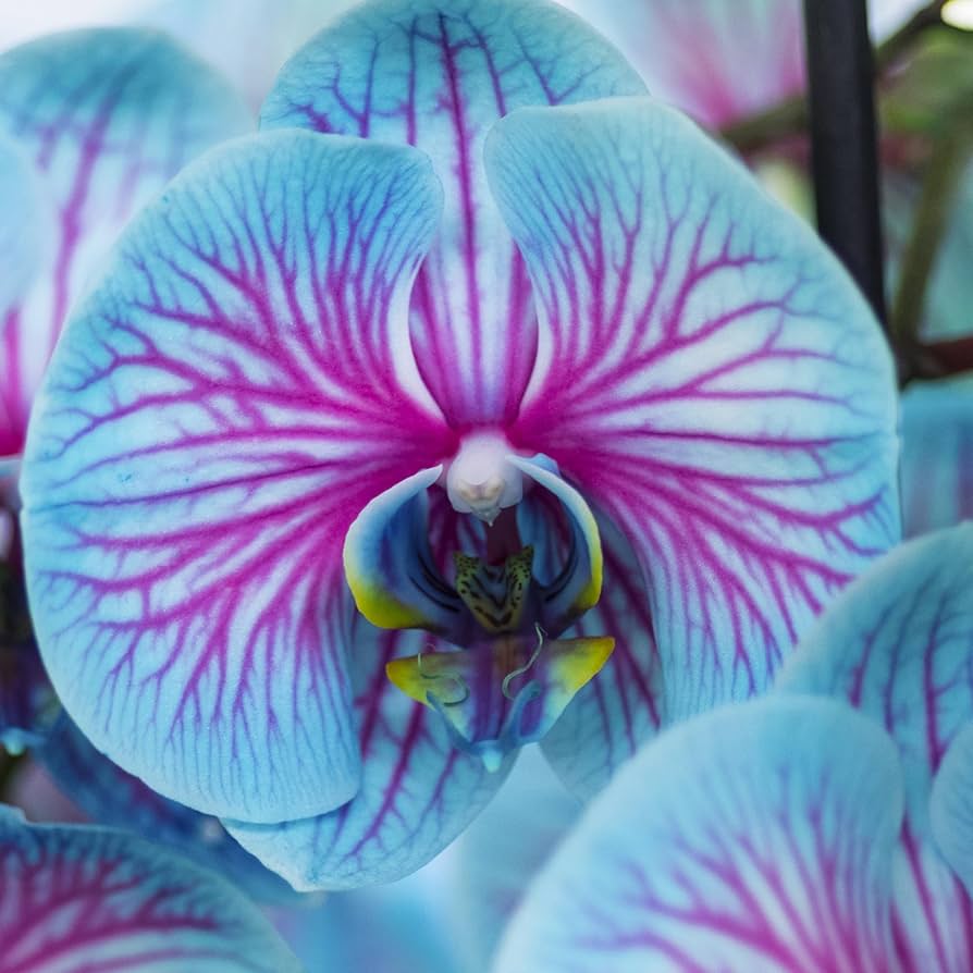 orchid for flower seeds