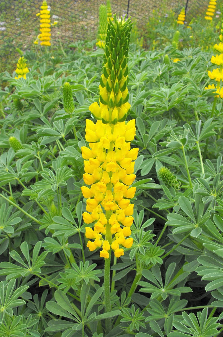 Yellow Lupine Flower Seeds for Planting - 100 pcs