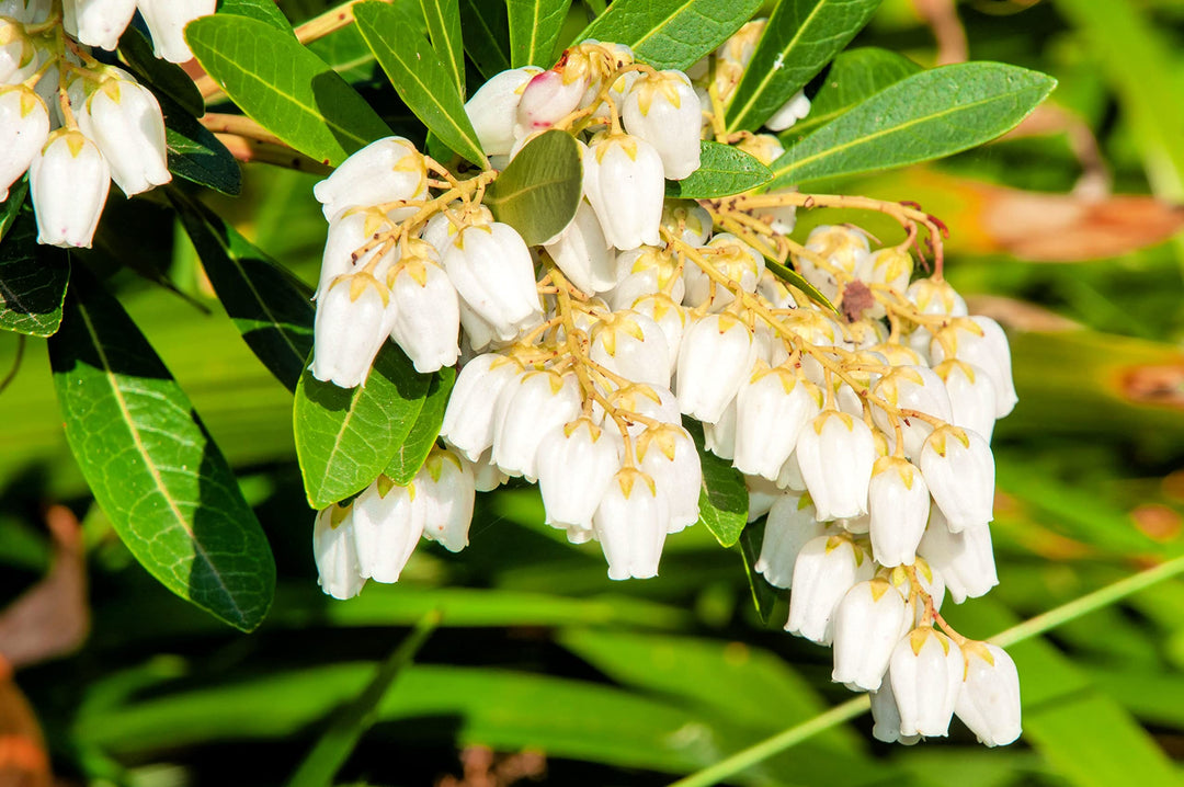 Pieris Japonica Flower Seeds for Planting, 100 pcs