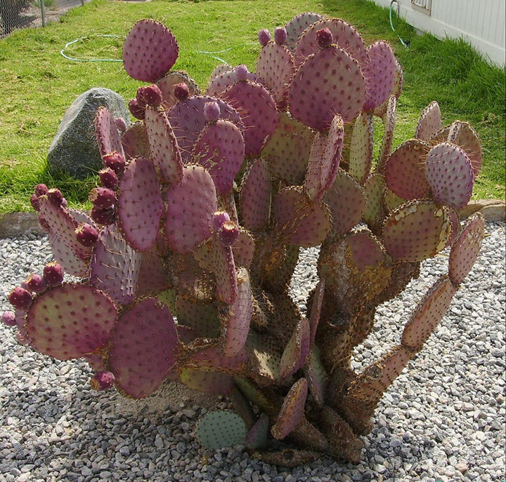 Pink Opuntia Chlorotica Planting Seeds for Garden - Heirloom Seeds for Home Garden, GMO Free Seeds