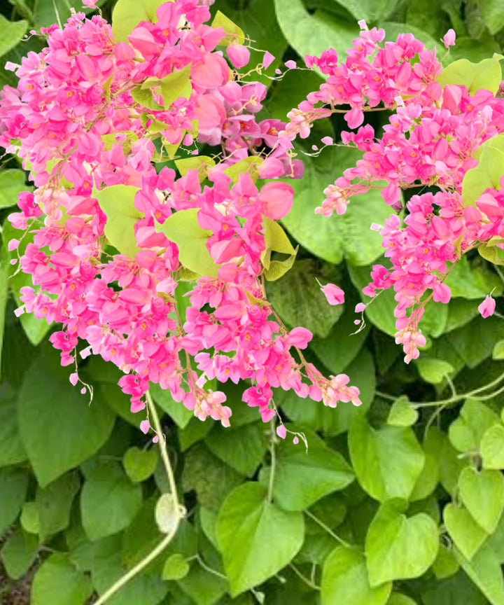 Antigonon Flower Seeds for Planting – Coral Vine