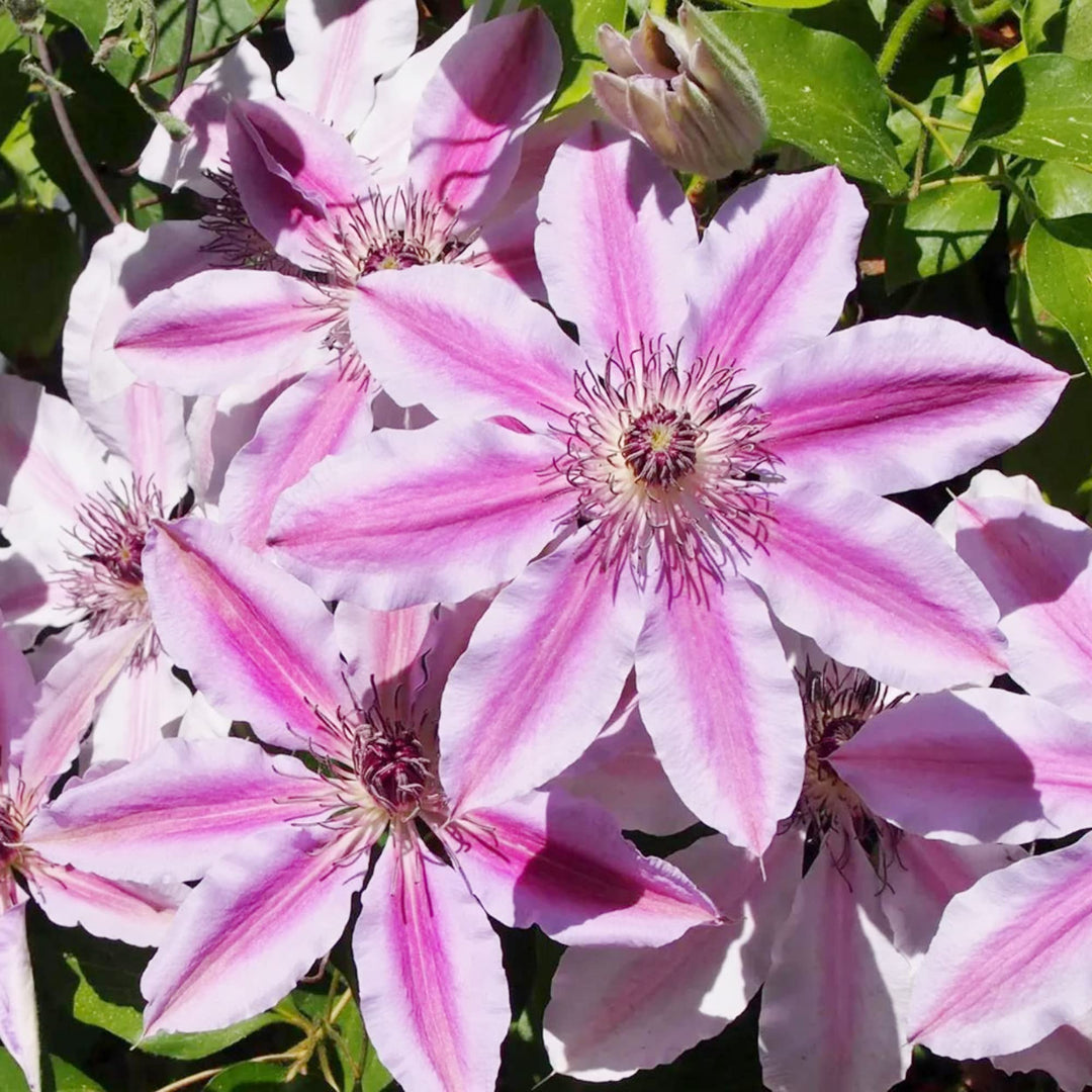 Heirloom Non-GMO Nelly Moser Flower Seeds for Planting – Elegant Clematis Vine with Striking Blooms