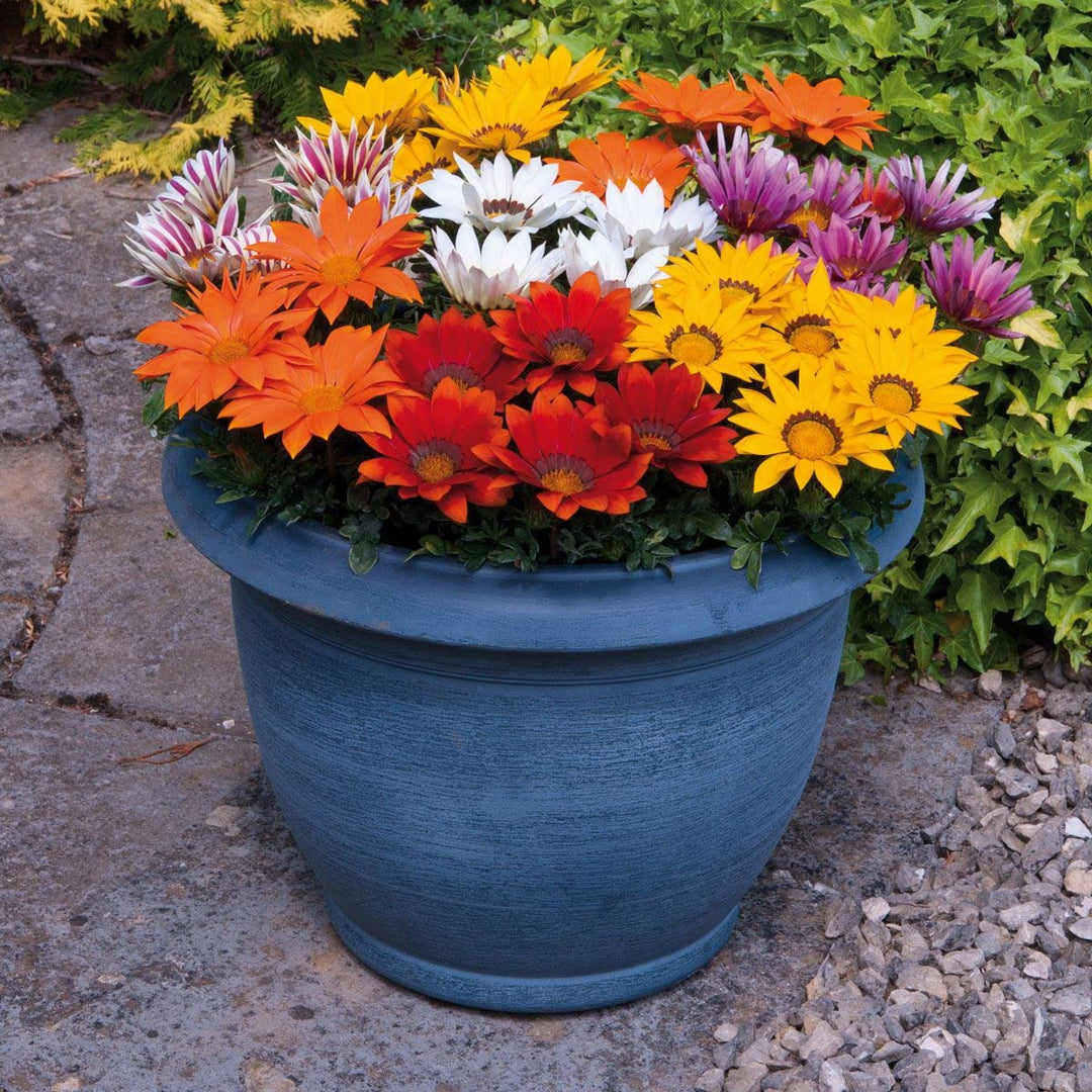 red gazania flower seeds