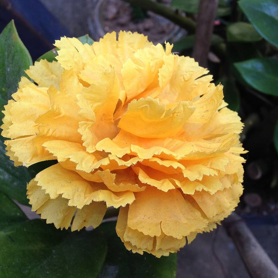 Yellow Dianthus Flower Seeds for Planting, 100 pcs