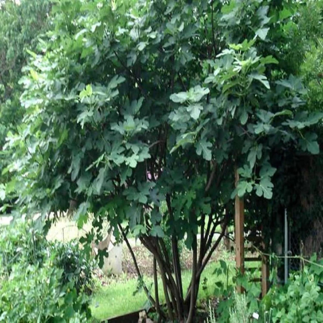 Brown Turkey Fig Seeds for Planting – Heirloom, Non-GMO Fruit Seeds