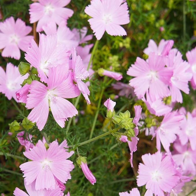 Organic Heirloom Non-GMO Pink Musk Mallow Seeds for Planting – Vibrant Garden Blooms