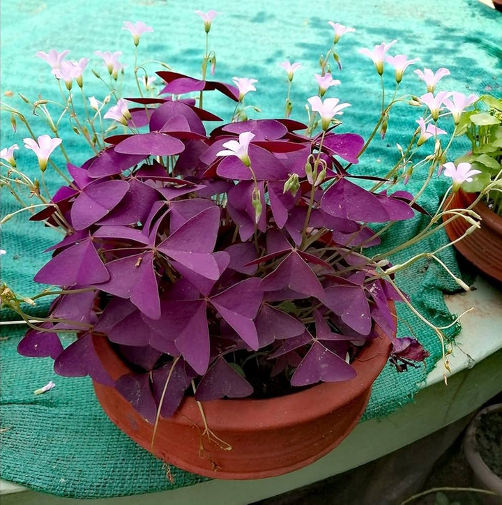 Oxalis Plant Seeds for Planting - 100 pcs