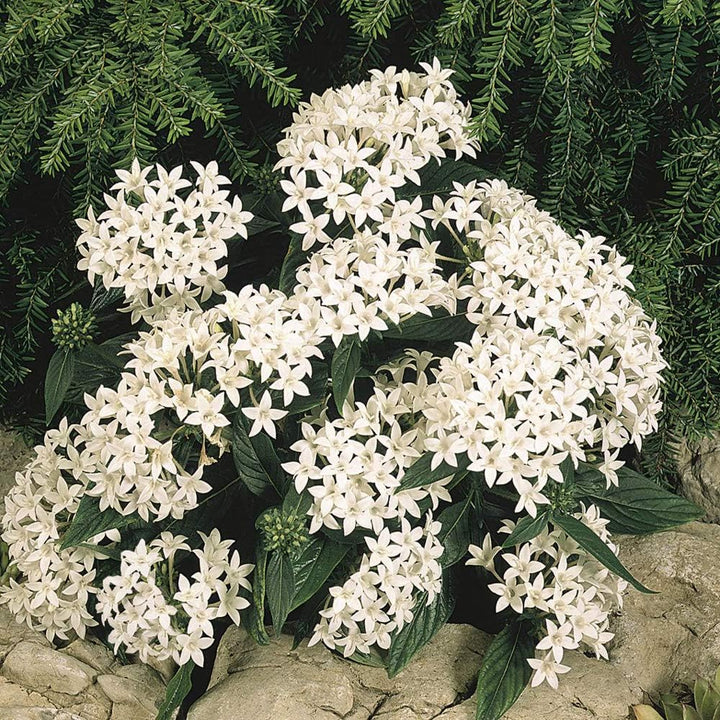 Lanceolata Blomsterfrø til Plantning Hvide 100 stk