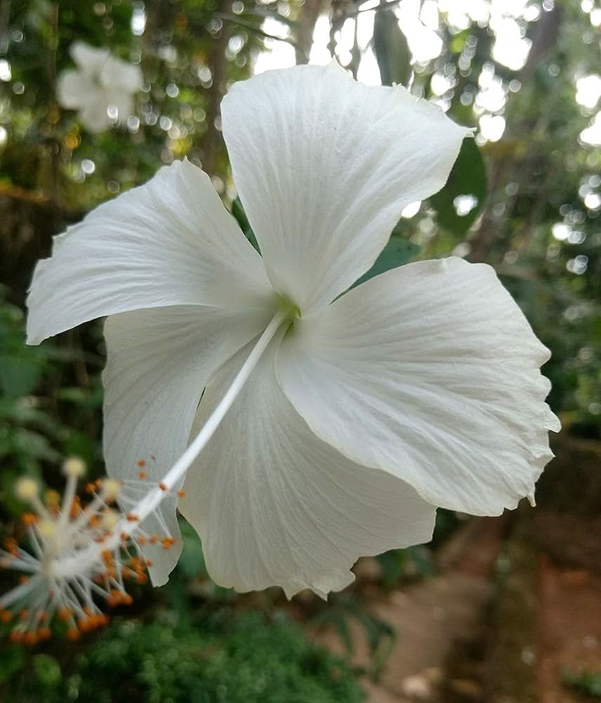silver white flower seeds