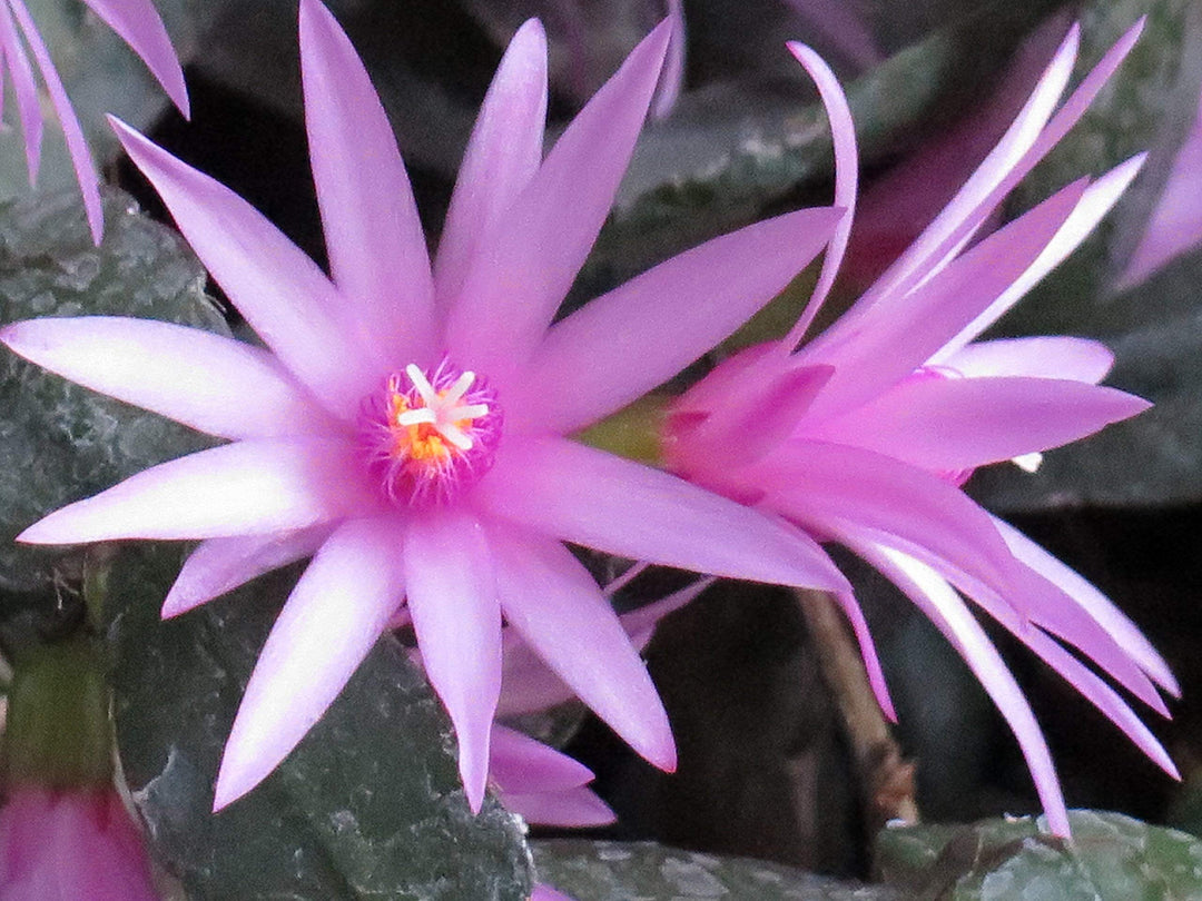 pink hatiora flower seeds