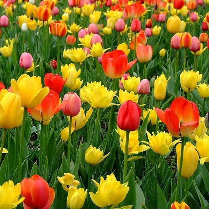 Mixed Tulip Flower Seeds for Planting – Colorful Heirloom Non-GMO Bulbs for Vibrant Spring Garden