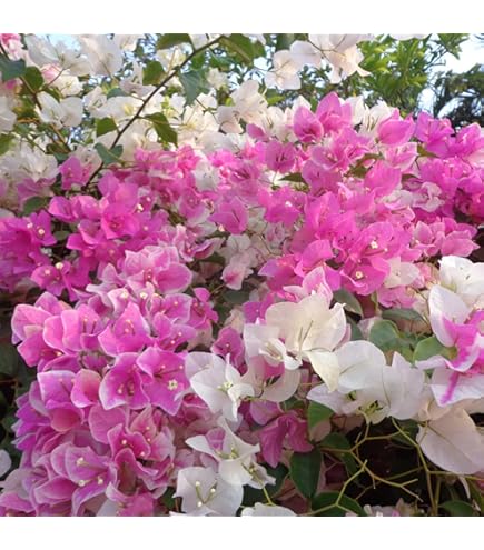 Klatrende Bougainvillea Blomsterfrø til udplantning - 100 stk