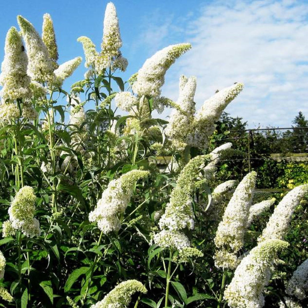 Hvide Buddleja blomsterfrø til udplantning - 100 stk