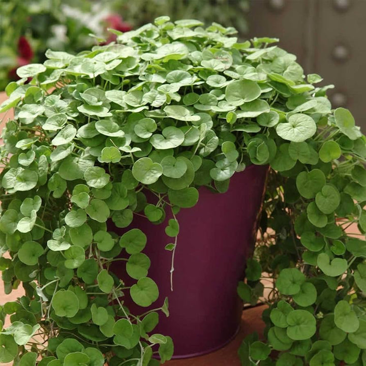 Emerald Falls Dichondra House Plant Seeds for Garden - 100 pcs