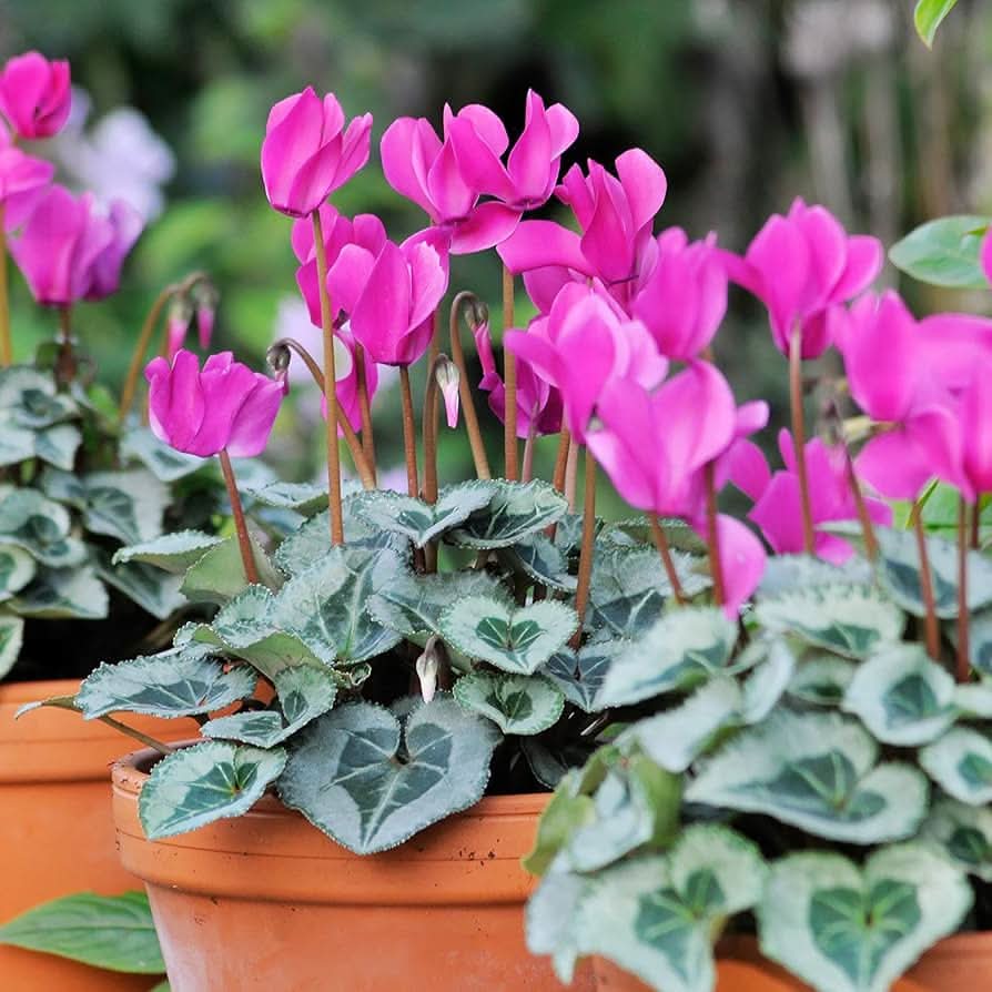 green cyclamen flower seeds