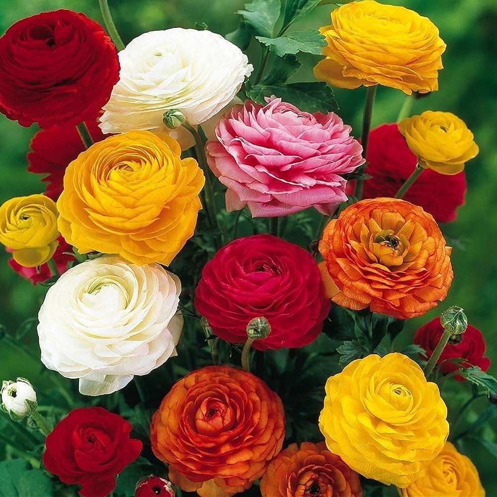 ranunculus asiaticus flower seeds