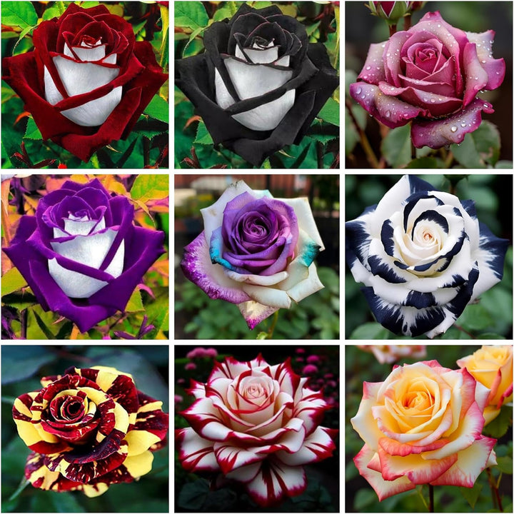 Fresh Rose Flower Seeds for Planting, Mixed 100 pcs