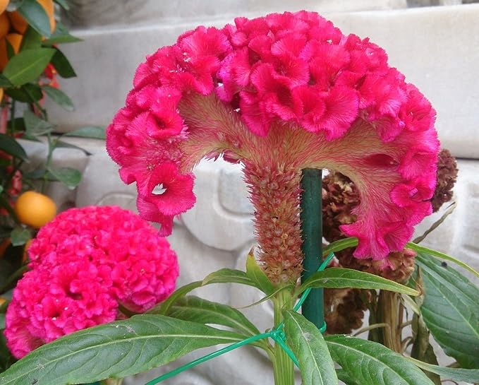 Dark Pink Celosia Seeds for Planting - 100 pcs