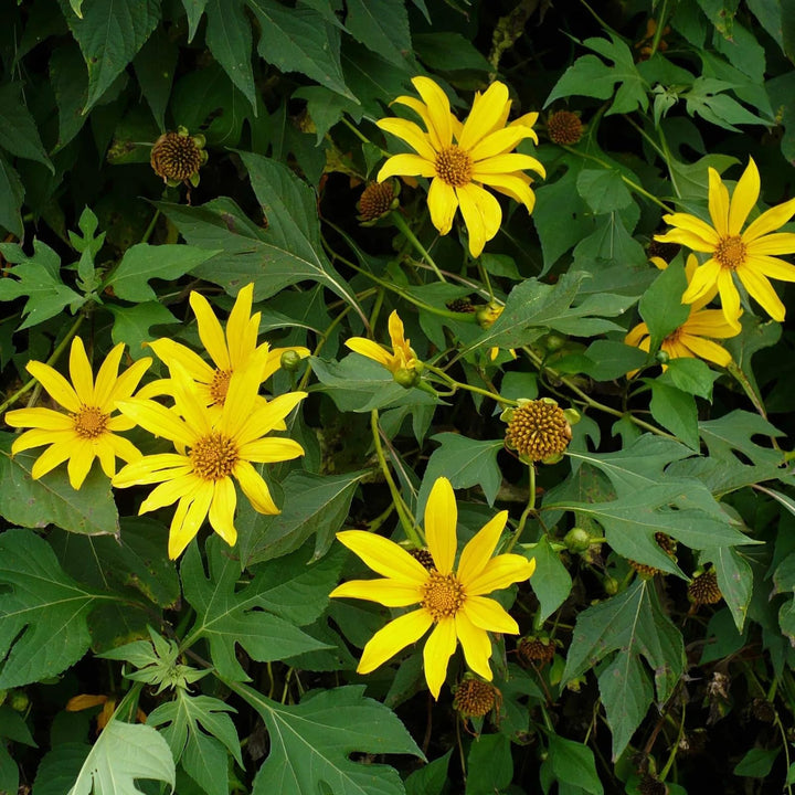 Yellow Giant Sunflower Tree Seeds for Planting 100 pcs