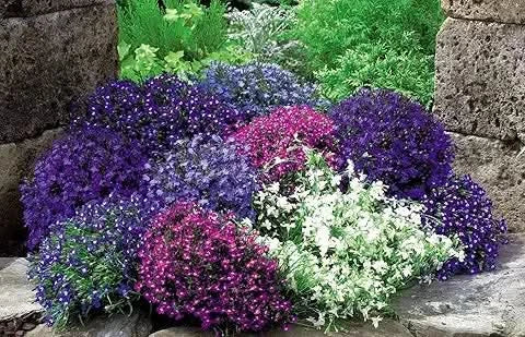 lobelia flower flower seeds