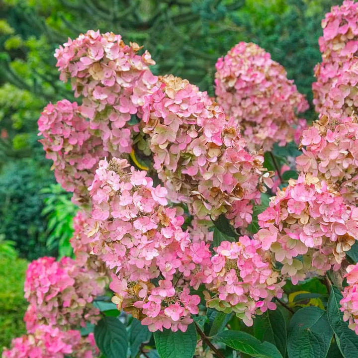 Heirloom Hydrangea Flower Seeds for Planting 100 pcs