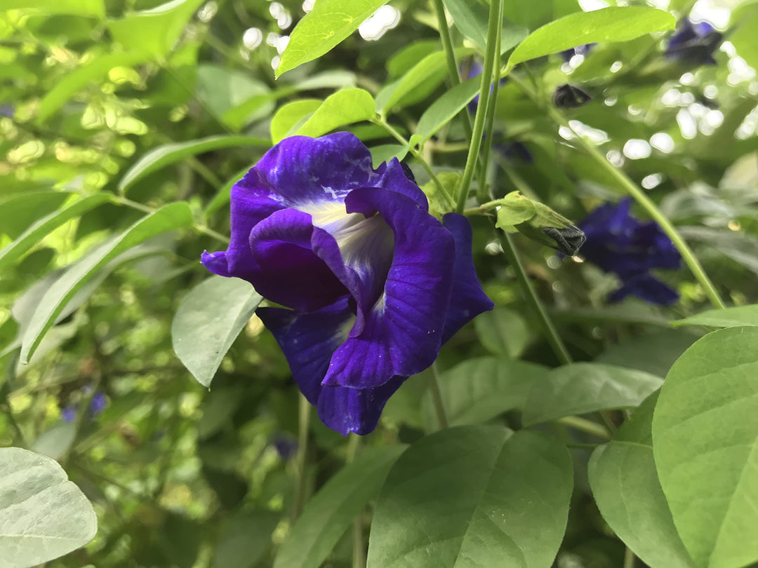 Klitoria Blomsterfrø til Plantning 100 stk