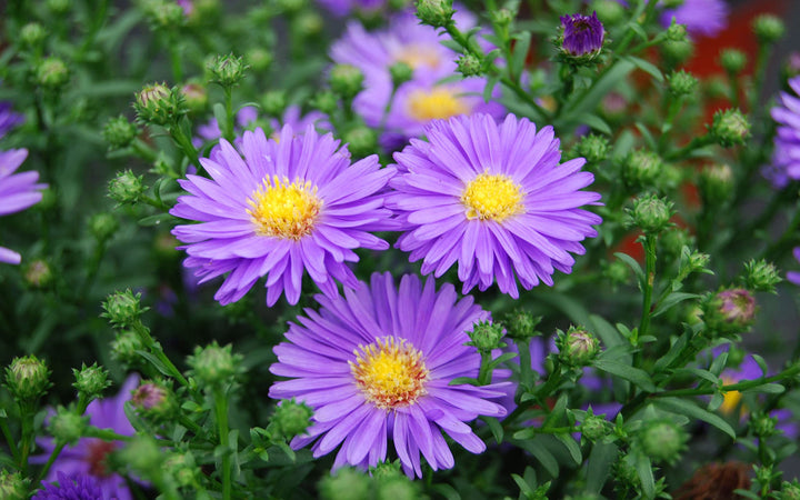 Aster Alpin blomsterfrø til udplantning, 100 stk