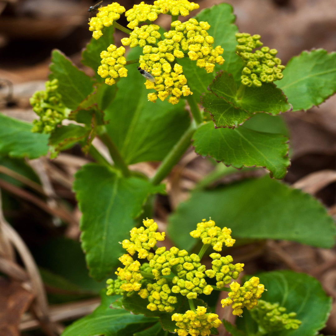 zizia aurea flower seeds