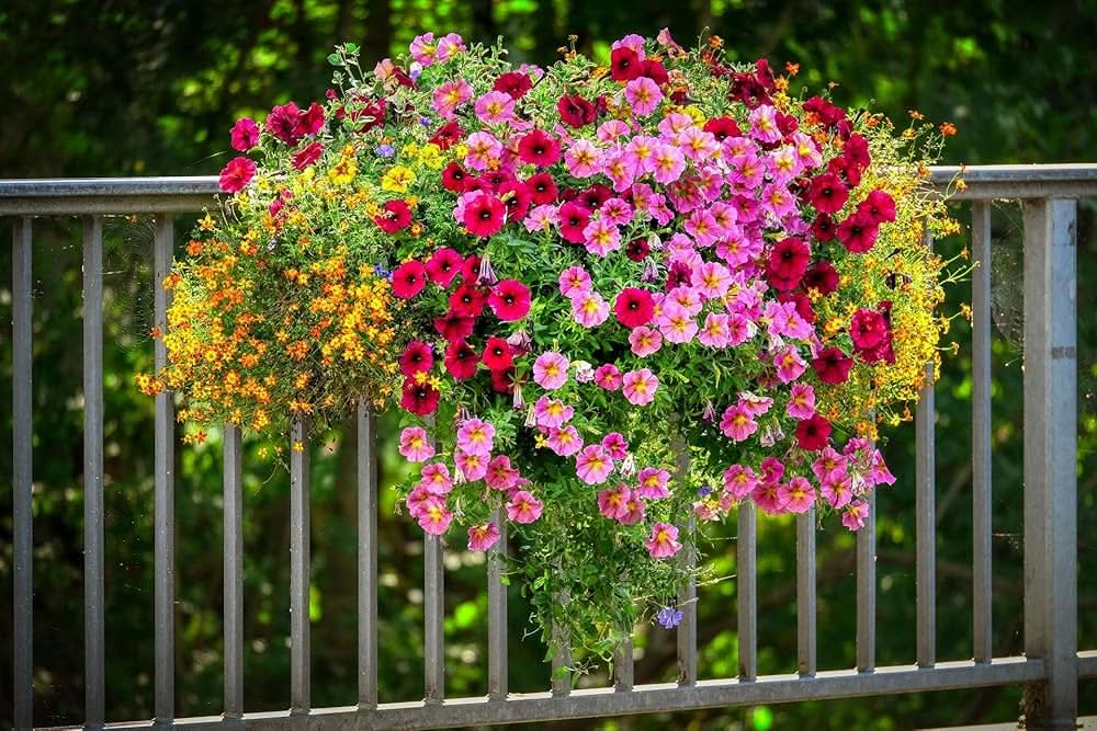 hanging petunia flower seeds