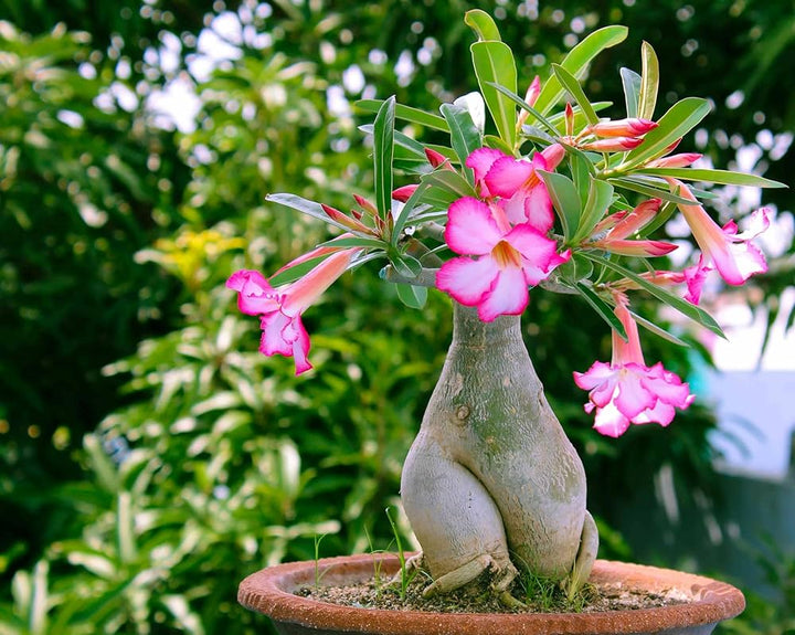 Adenium Obsum Desert Rose Triple Viola Intense Flower Seeds Home Garden Planting, Blooming