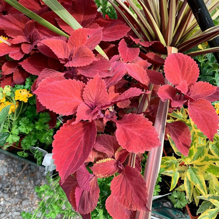 Coleus Plant Seeds Red for Planting, 100 pcs